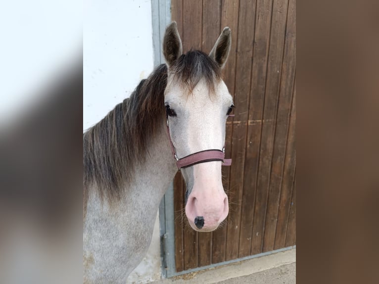 Welsh-B Giumenta 2 Anni 125 cm in Rottenburg an der Laaber