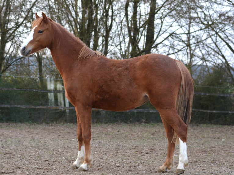 Welsh-B Giumenta 2 Anni 135 cm  in Rennertshofen