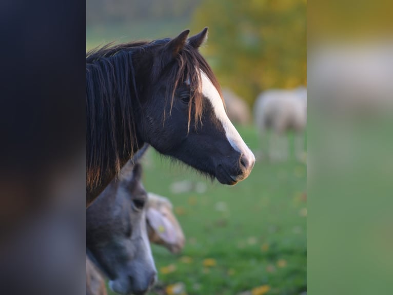 Welsh-B Giumenta 2 Anni 135 cm Morello in Rennertshofen
