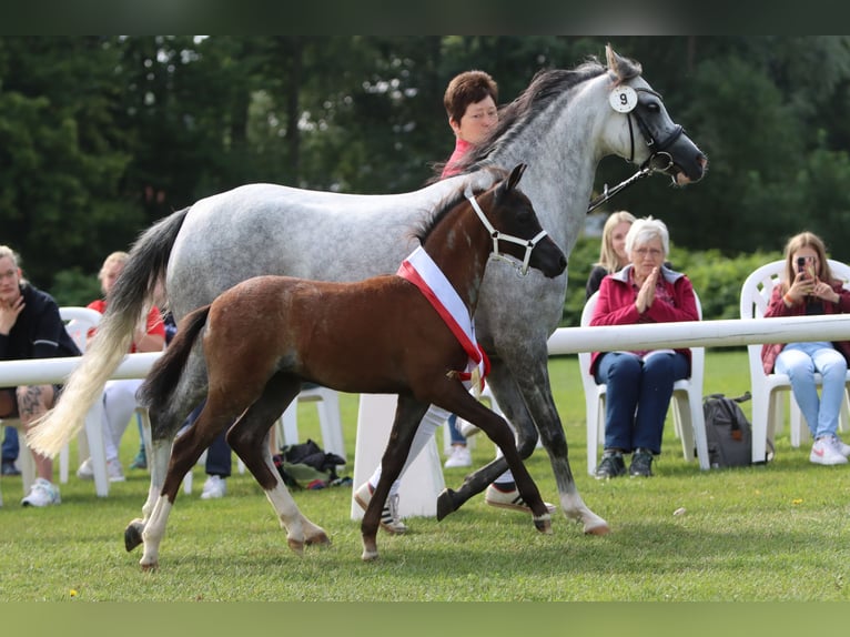 Welsh-B Giumenta 2 Anni Roano blu in Frankenberg (Eder)