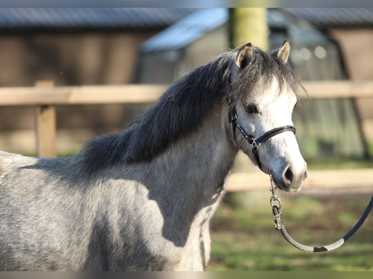 Welsh-B Giumenta 3 Anni 122 cm Grigio in Aalten