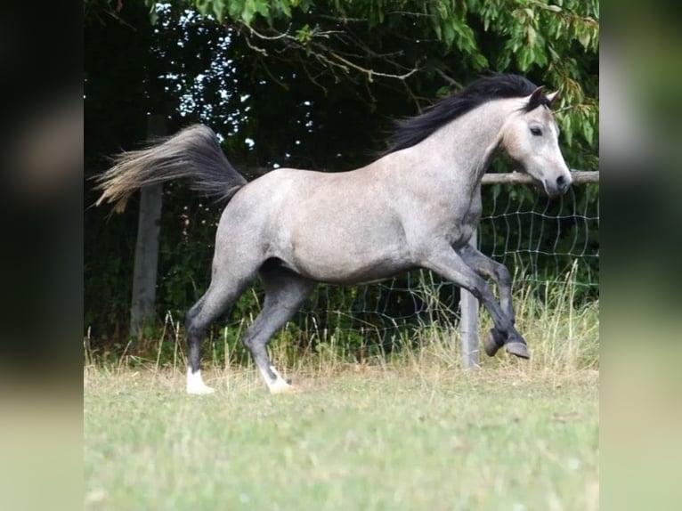 Welsh-B Giumenta 3 Anni 125 cm Può diventare grigio in Riedering