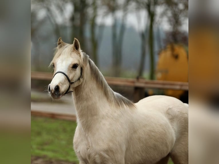 Welsh-B Giumenta 3 Anni 126 cm Palomino in Aalten