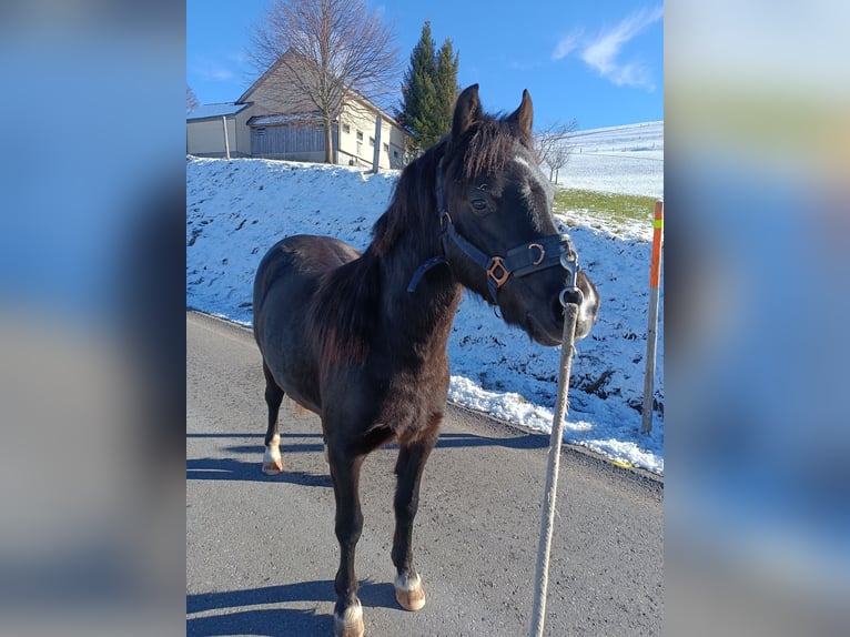 Welsh-B Giumenta 3 Anni 130 cm Morello in Appenzell