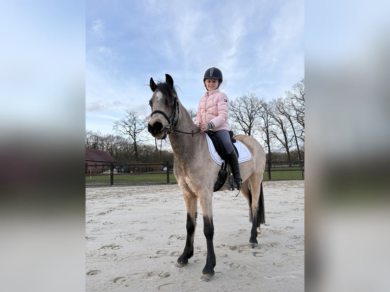 Welsh-B Giumenta 3 Anni 131 cm Falbo in Meppen