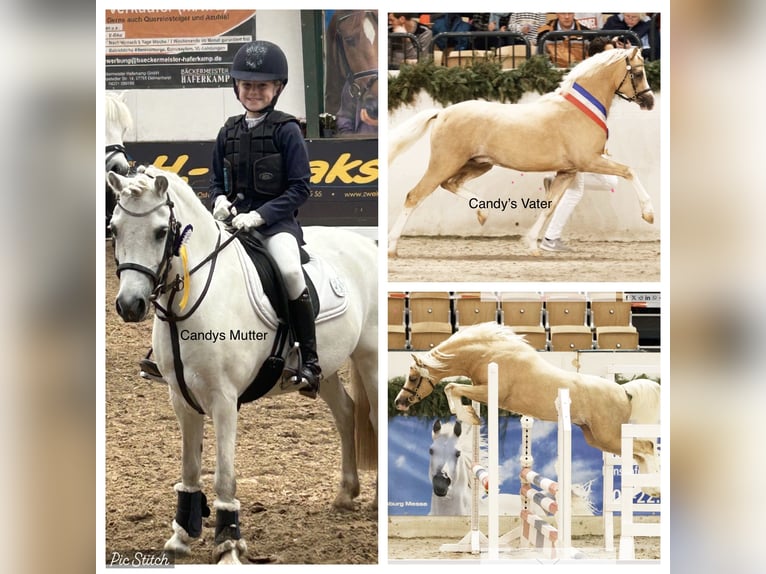 Welsh-B Giumenta 3 Anni 131 cm Falbo in Meppen