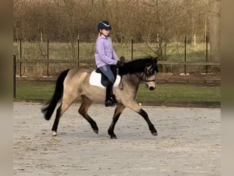 Welsh-B Giumenta 3 Anni 131 cm Falbo in Meppen