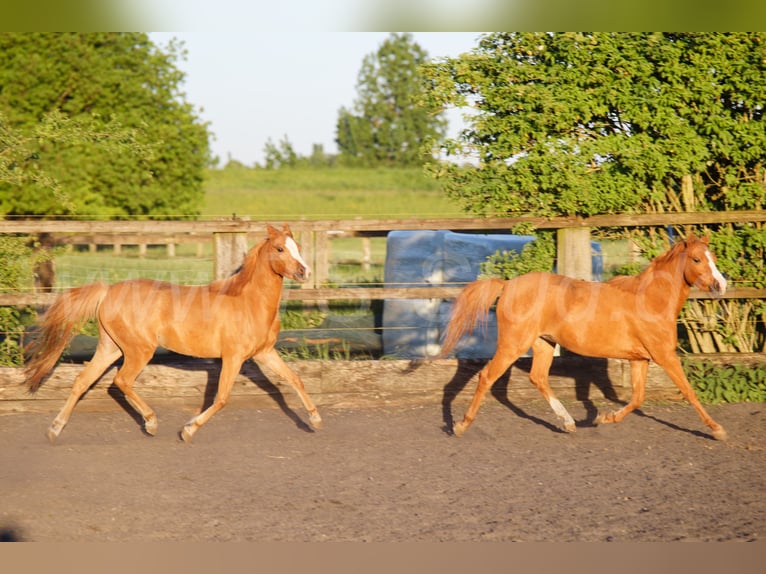 Welsh-B Giumenta 3 Anni 133 cm Sauro in Meerbusch