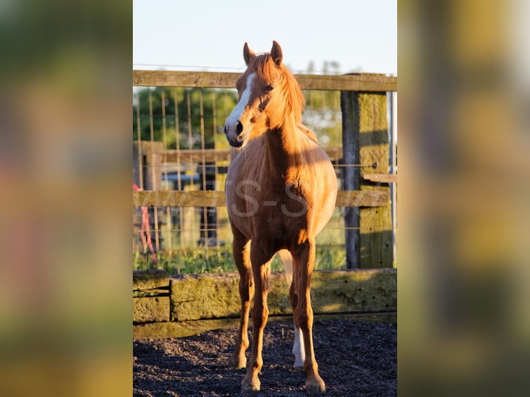 Welsh-B Giumenta 3 Anni 133 cm Sauro in Meerbusch