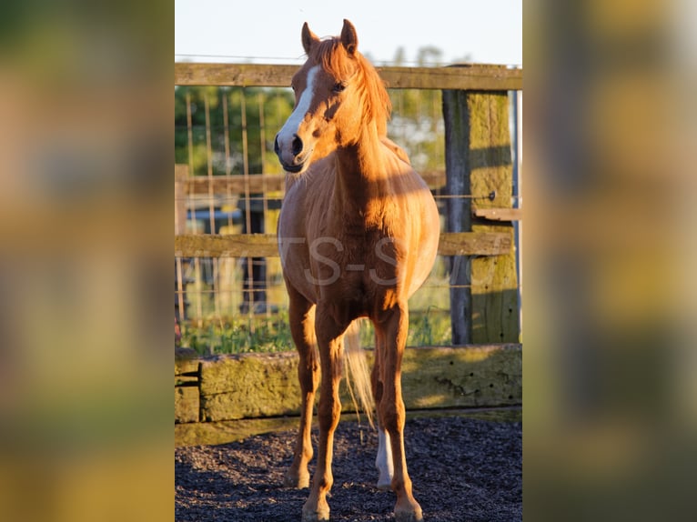 Welsh-B Giumenta 3 Anni 133 cm Sauro in Meerbusch