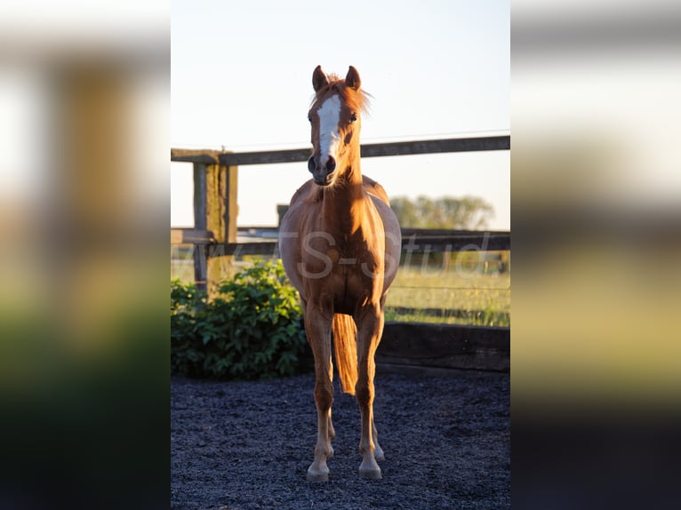 Welsh-B Giumenta 3 Anni 133 cm Sauro in Meerbusch