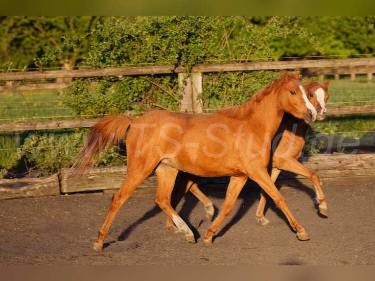 Welsh-B Giumenta 3 Anni 133 cm Sauro in Meerbusch
