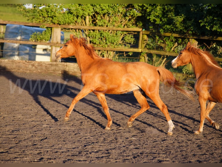 Welsh-B Giumenta 3 Anni 133 cm Sauro in Meerbusch