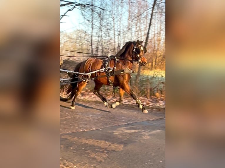 Welsh-B Mix Giumenta 3 Anni 135 cm Baio in Halle