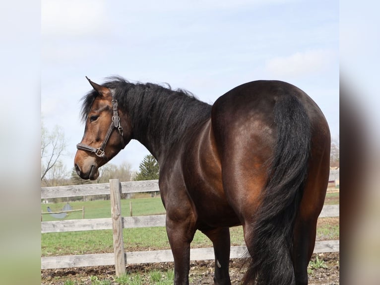 Welsh-B Mix Giumenta 3 Anni Baio ciliegia in Howell