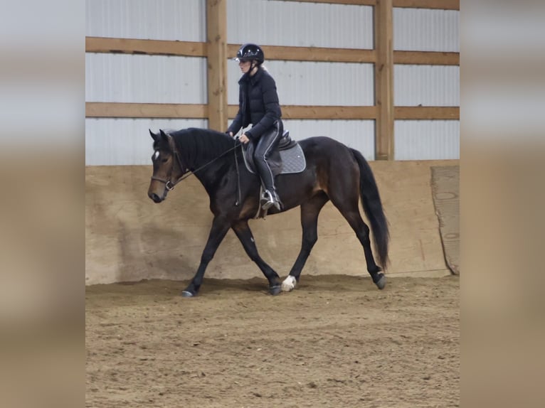 Welsh-B Mix Giumenta 3 Anni Baio ciliegia in Howell