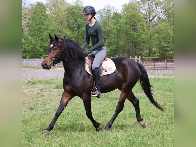 Welsh-B Mix Giumenta 3 Anni Baio ciliegia in Howell