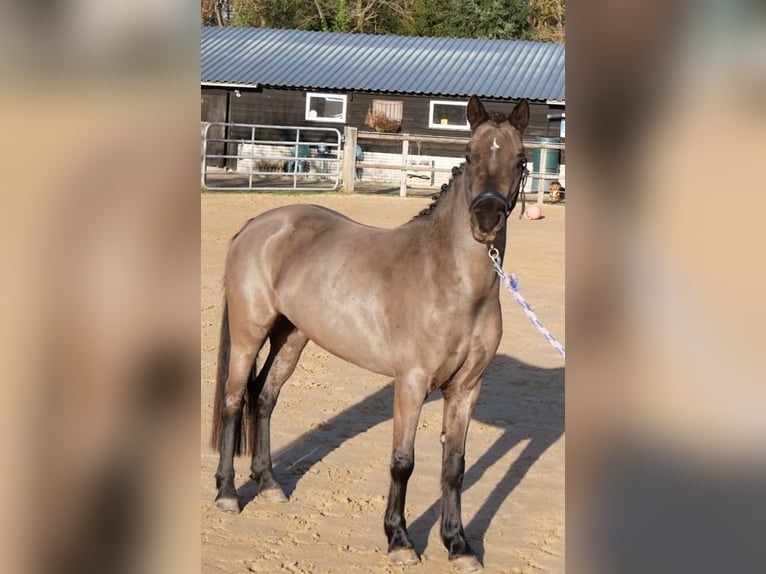 Welsh-B Giumenta 4 Anni 125 cm Morello in Barchem