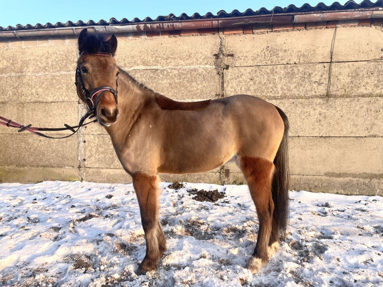 Welsh-B Giumenta 4 Anni 126 cm Baio in Książ Wielkopolski