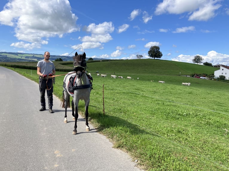 Welsh-B Giumenta 4 Anni 127 cm Baio roano in Obfelden