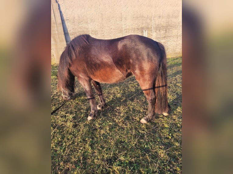 Welsh-B Giumenta 4 Anni 128 cm Morello in Schweinfurt