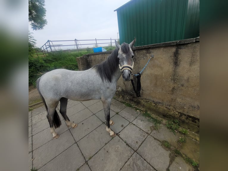 Welsh-B Giumenta 4 Anni 129 cm in Bedburg