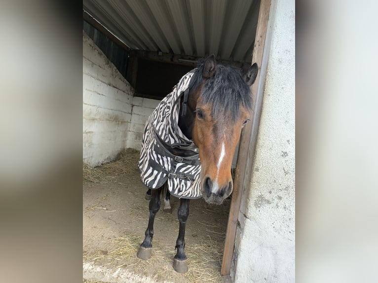 Welsh-B Mix Giumenta 4 Anni 130 cm Baio in Langballig