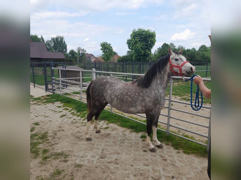 Welsh-B Giumenta 4 Anni 130 cm Grigio rossastro in Gręboszów
