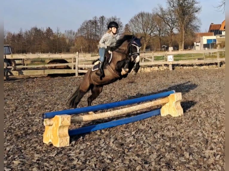 Welsh-B Giumenta 4 Anni 131 cm Morello in Burgdorf