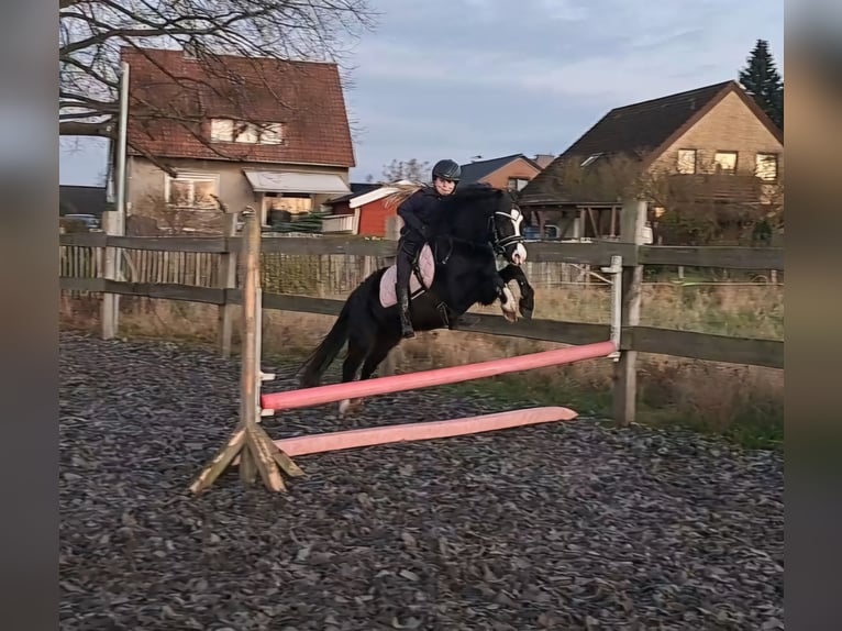 Welsh-B Giumenta 4 Anni 131 cm Morello in Burgdorf