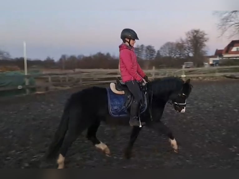 Welsh-B Giumenta 4 Anni 131 cm Morello in Burgdorf