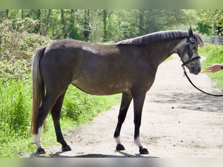 Welsh-B Giumenta 4 Anni 132 cm Grigio ferro in Schönberger Strand