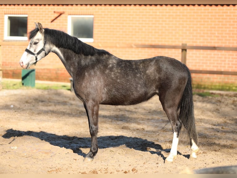 Welsh-B Giumenta 4 Anni 133 cm Grigio in Aalten