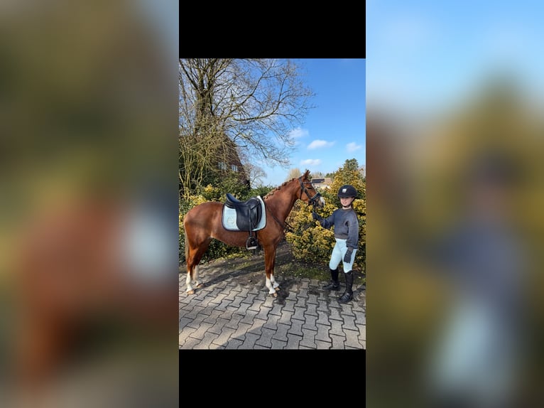 Welsh-B Giumenta 4 Anni 135 cm Sauro in Nieuw-Weerdinge