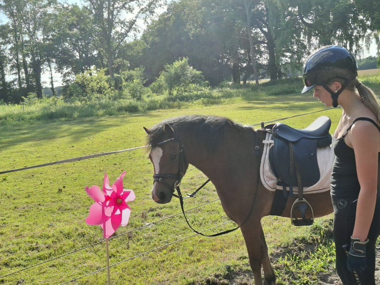 Welsh-B Mix Giumenta 5 Anni 120 cm Baio in Voltlage