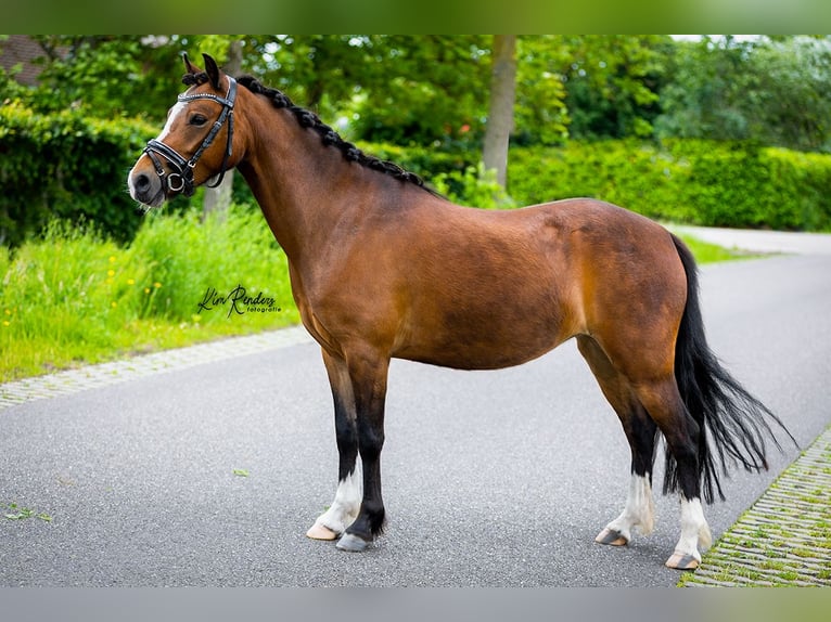 Welsh-B Giumenta 5 Anni 123 cm Baio in Mierlo
