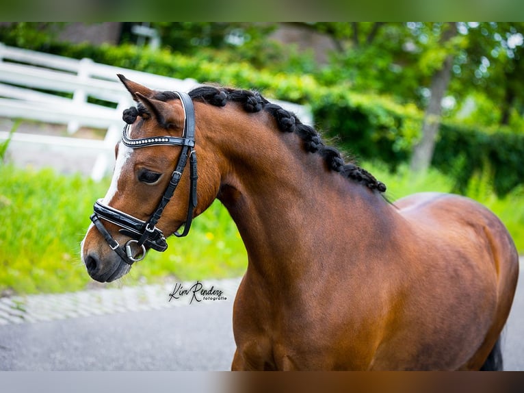 Welsh-B Giumenta 5 Anni 123 cm Baio in Mierlo
