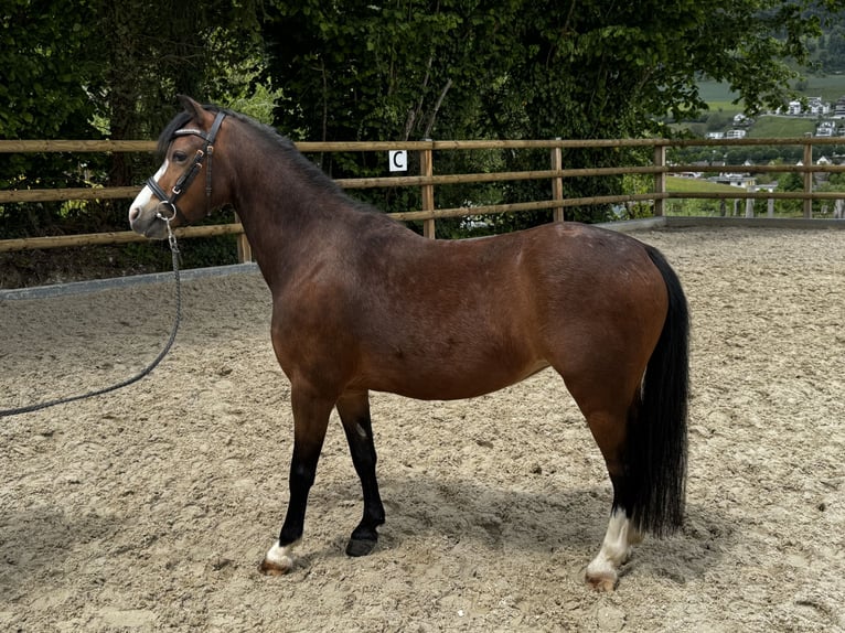 Welsh-B Giumenta 5 Anni 124 cm Baio in Gelterkinden