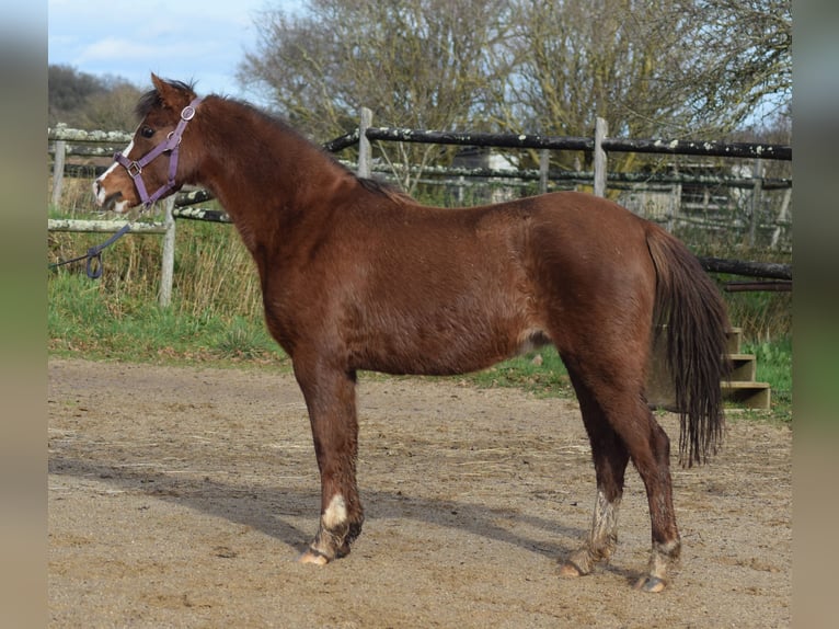 Welsh-B Giumenta 5 Anni 128 cm Sauro scuro in la chapelle bâton