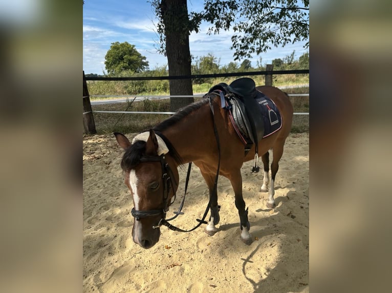 Welsh-B Giumenta 5 Anni 130 cm Baio in Drensteinfurt