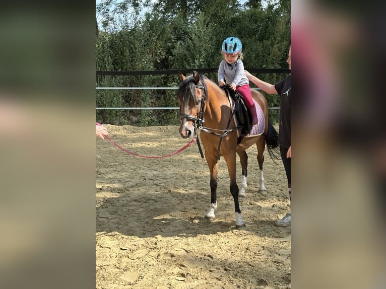 Welsh-B Giumenta 5 Anni 130 cm Baio in Drensteinfurt