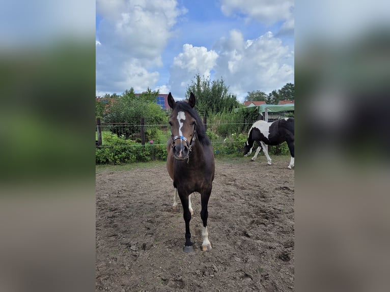 Welsh-B Giumenta 5 Anni 130 cm Baio scuro in Kloster Lehnin