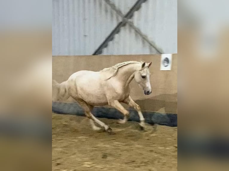 Welsh-B Giumenta 5 Anni 130 cm Palomino in Castrop-Rauxel