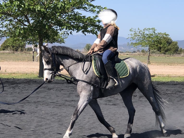 Welsh-B Giumenta 5 Anni 131 cm in La Pobla de Vallbona