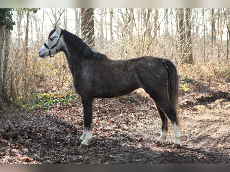 Welsh-B Giumenta 5 Anni 133 cm Grigio in Aalten