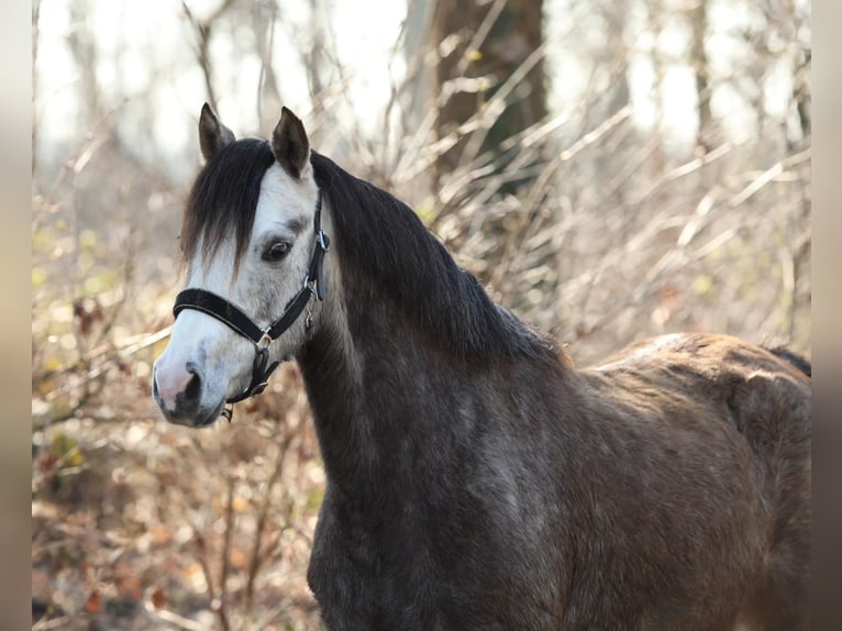 Welsh-B Giumenta 5 Anni 133 cm Grigio in Aalten
