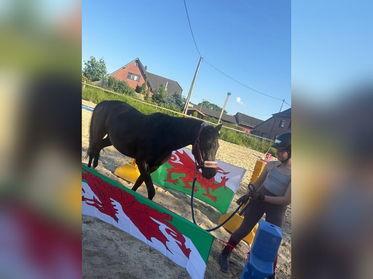 Welsh-B Giumenta 5 Anni 133 cm Morello in Mönchengladbach