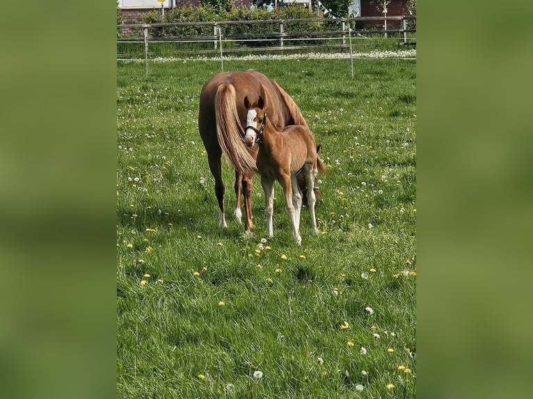 Welsh-B Giumenta 5 Anni 133 cm Sauro in Rechterfeld