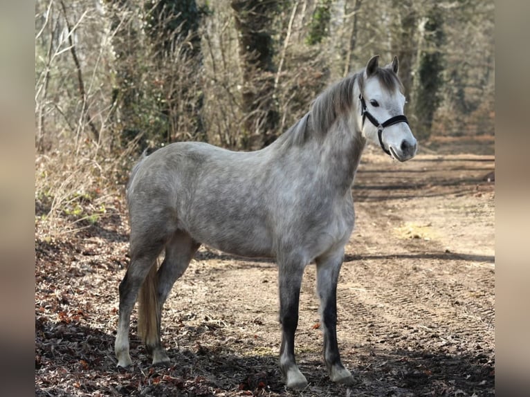 Welsh-B Giumenta 5 Anni 134 cm Grigio in Aalten