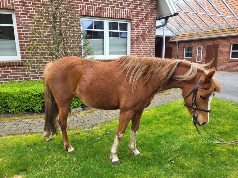 Welsh-B Giumenta 5 Anni 134 cm Sauro in Emlichheim